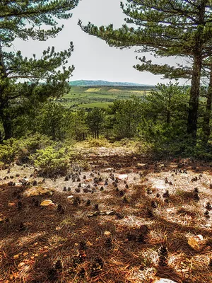 Мультимедийный AV видео кабель для фотоаппаратов