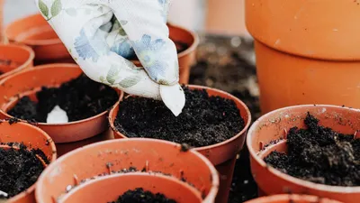 Как вырастить красавицу фуксию из семян | Антонов сад - дача и огород | Дзен