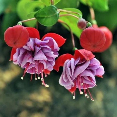 Фуксия магелланская (Fuchsia magellanica) — описание, выращивание, фото |  на LePlants.ru