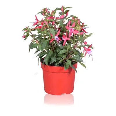 Fuchsia MAGELLANICA (Фуксия): купить 2 семени c доставкой почтой 🌸 Адениум  дома