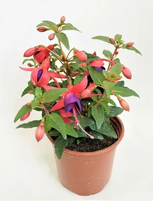 Фуксия Fuchsia (кашпо) п/к 2,4л — цена в LETTO