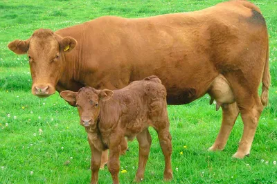 Вымя коровы строение, гигиена, болезни и их лечение (бородавки, отек, оспа)  | Спаси Господи | Дзен
