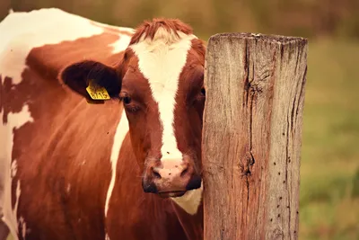 Эмкар – опасное заболевание крупного рогатого скота | Российский аграрный  портал