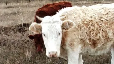 Эмфизематозный карбункул скота выявили в селе Верхневилюйского района  Якутии - Информационный портал Yk24/Як24