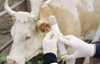 Классификация заболеваний вымени коров и методы лечения - Ижсинтез Химпром