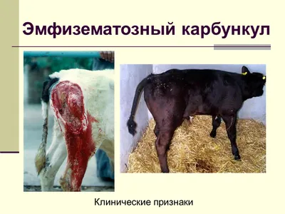 В селе на севере Казахстана массово гибнет крупный рогатый скот —  Петропавловск News