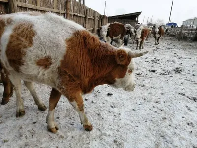 Основные Болезни у Крупно Рогатого Скота