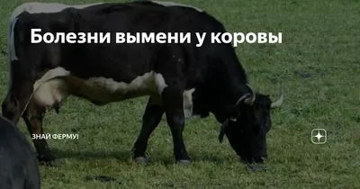 В Актюбинской области падеж скота из-за особо опасной болезни - YouTube