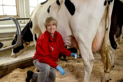 Вымя коровы: болезни и исследование молочной железы
