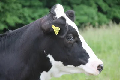 Как лечить язвы на вымени у коровы?