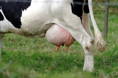 Ветеринарный крем для вымени коровы - Ижсинтез Химпром