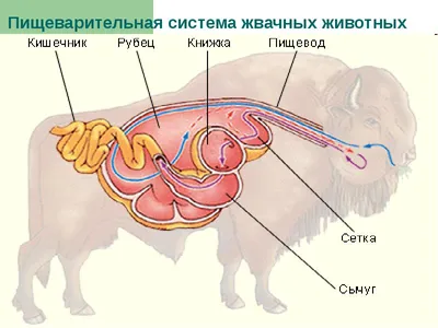 Физиология и патология молочной железы у коров в условиях гиподинами