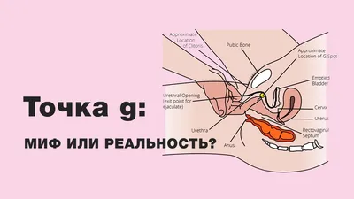 Что такое точка G и как её найти?