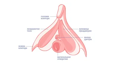 Можно ли увеличить точку G | Купрум