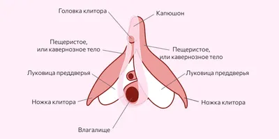 Эрогенная зона — Википедия