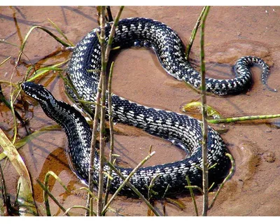 Обыкновенная гадюка Vipera berus (Linnaeus, 1758) - Герпетофауна Поволжья