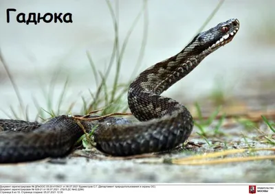 Возвращение гадюк: как защитить себя от змеиных укусов – Москва 24,  24.06.2015