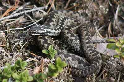 Фотогалерея - Пресмыкающиеся (Reptilia) - Гадюка обыкновенная (Vipera  berus) - Природа Республики Мордовия