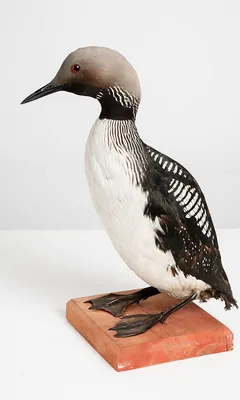 Любители птиц - Самец очковой, или фишеровой гаги / Spectacled #eider (лат.  Somateria fischeri) Крупная птица семейства утиных. Гнездится на морских  побережьях Аляски и Северо-Восточной Сибири. Редкий, спорадично  распространённый вид. В отличие