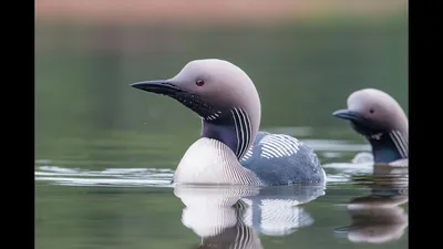 Любители птиц - Черноклювая #гагара, или полярная гагара, темноклювая  (полярная) гагара / Common loon (лат. Gavia immer) Это «чудо» объясняется  тем, чтона перьях водоплавающих птиц находится гидрофобное вещество - жиры.  Автор снимка: