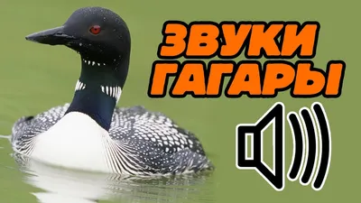 Чернозобая гагара - охотничья птица, водоплавающая дичь