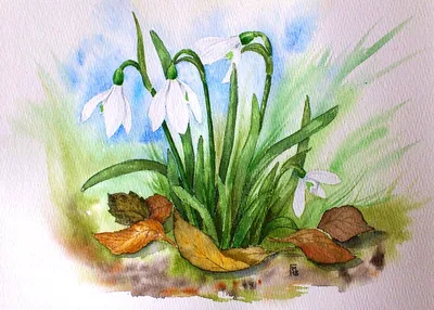 Галантус или Подснежник (Galanthus)