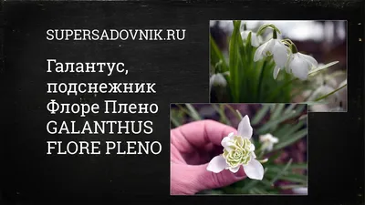 Травянистое многолетнее растение подснежник (Galanthus), еще именуемое  галантус, является представителем семейства Ама… | Planting bulbs, Bulb  flowers, Shade shrubs