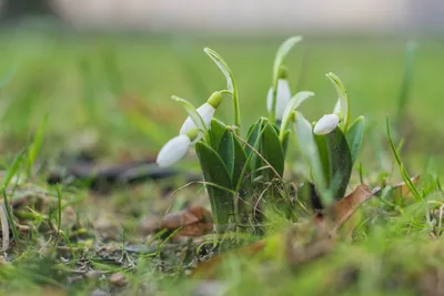 20x Single Snowdrop Galanthus Woronowii Spring Flowering Bulbs Hardy  Perennial | eBay