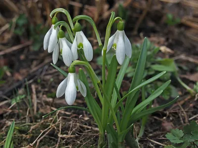 Галантус Спинг Джой (Spring Joy) (ID#1860716181), цена: 23 ₴, купить на  Prom.ua