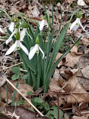 подснежник (галантус, Galanthus) жж DSC_7958 | Andrey Salikov | Flickr