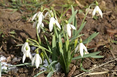 Галантус (подснежник) 🌼 купить в Москве недорого с доставкой - GoodFlora