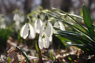 Вертикордия — Галантус снежный \"Flore Pleno\" (Galanthus nivalis)