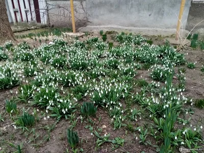 луковичные, подснежник, галантус - Экзотик Флора