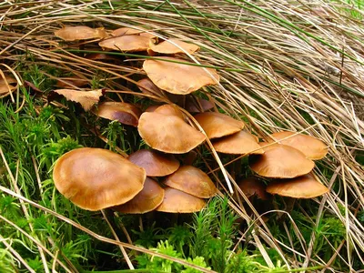 Галерина окаймленная (Galerina marginata) фотографии, видео и истории