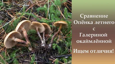 Сравнение Опёнка летнего и Галерины окаймлённой. Ищем отличия! - YouTube