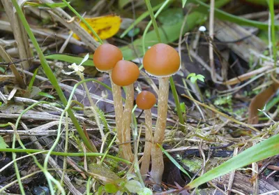 Галерина окаймленная, Galerina marginata - Грибы Средней Полосы