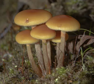 Галерина окаймлённая (Galerina marginata) - YouTube