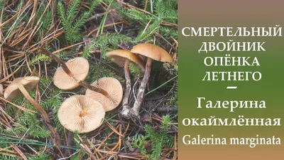 Галерина окаймлённая (lat. Galerina marginata) | вид ядовиты… | Flickr