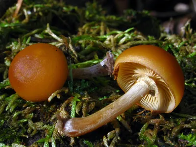 Галерина окаймлённая (Galerina marginata). Фото на сайте \"Грибы: информация  и фотографии\"