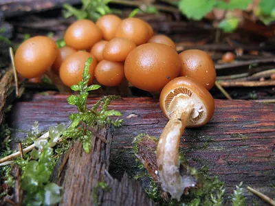 Галерина окаймленная (Galerina marginata) фото и описание