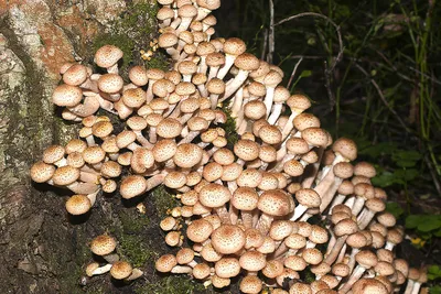 Галерина окаймлённая (Galerina marginata). Фото на сайте \"Грибы: информация  и фотографии\"