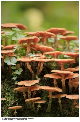 Галерина окаймленная (Galerina marginata) фото и описание | Грибы, Природа