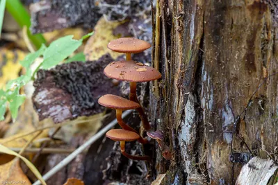 Галерина окаймленная (Galerina marginata) фотографии, видео и истории