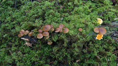 Фотография Галерина окаймлённая (Galerina marginata) Барыбино, Московская  область | Фотобанк ГеоФото/GeoPhoto | GetImages Group