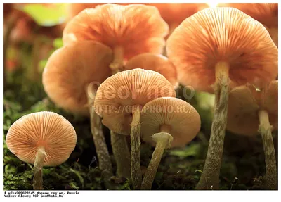 MacroID.RU - Галерина ядовитая Galerina marginata