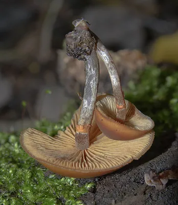 Фотография Галерина окаймлённая (Galerina marginata) Барыбино, Московская  область | Фотобанк ГеоФото/GeoPhoto | GetImages Group