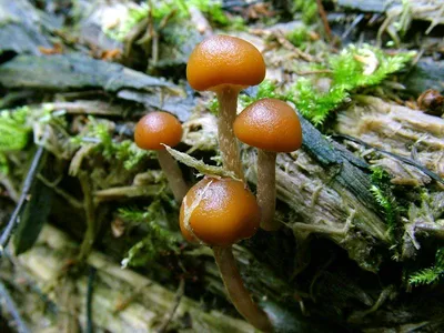 Галерина окаймлённая (Galerina marginata) - Picture Mushroom