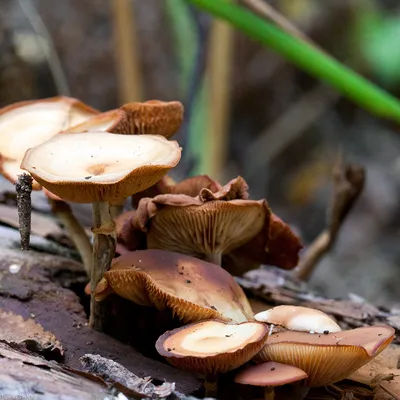 Kuehneromyces mutabilis, Опенок летний (варушка)