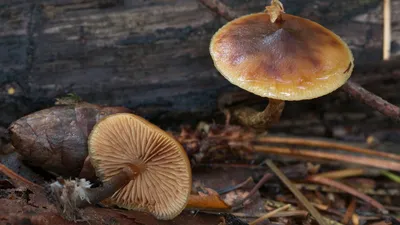 Галерина дюймовая (Galerina uncialis) – Грибы Сибири