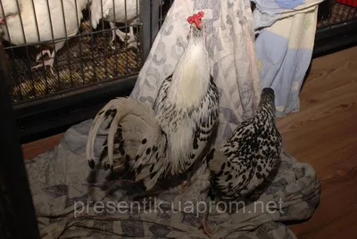 Выставка породистых кур